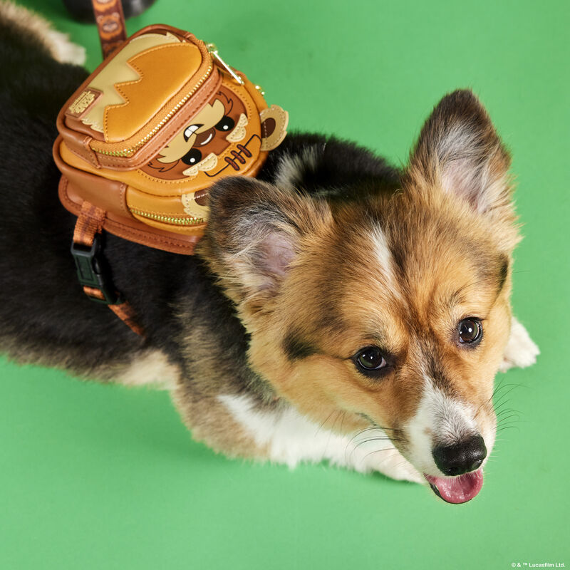 Image of a corgi against a green background wearing the Ewok Mini Backpack Harness and Ewok dog collar